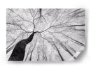 Árbol sinuoso en la niebla - Tom Pavlasek | Cuadro decorativo de Canvas Lab