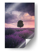 Atardecer de lavanda para el árbol solitario - Cuma Cevik | Cuadro decorativo de Canvas Lab