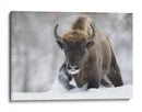 Bisontes salvajes en la nieve - Sebastian Mastahac | Cuadro decorativo de Canvas Lab