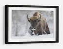 Bisontes salvajes en la nieve - Sebastian Mastahac | Cuadro decorativo de Canvas Lab