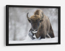 Bisontes salvajes en la nieve - Sebastian Mastahac | Cuadro decorativo de Canvas Lab