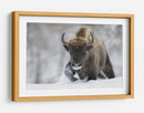 Bisontes salvajes en la nieve - Sebastian Mastahac | Cuadro decorativo de Canvas Lab