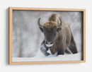 Bisontes salvajes en la nieve - Sebastian Mastahac | Cuadro decorativo de Canvas Lab