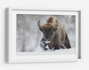 Bisontes salvajes en la nieve - Sebastian Mastahac | Cuadro decorativo de Canvas Lab
