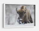Bisontes salvajes en la nieve - Sebastian Mastahac | Cuadro decorativo de Canvas Lab