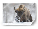 Bisontes salvajes en la nieve - Sebastian Mastahac | Cuadro decorativo de Canvas Lab