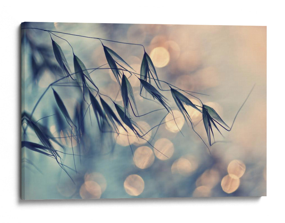 Bokeh de grano de ensueño - Dimitar Lazarov - | Cuadro decorativo de Canvas Lab