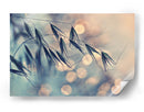 Bokeh de grano de ensueño - Dimitar Lazarov - | Cuadro decorativo de Canvas Lab