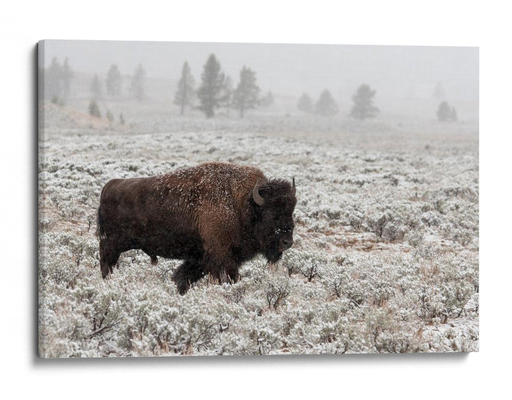 Bisontes en la nieve invernal - Alfred Forns | Cuadro decorativo de Canvas Lab
