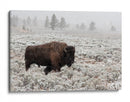 Bisontes en la nieve invernal - Alfred Forns | Cuadro decorativo de Canvas Lab