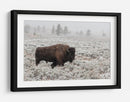 Bisontes en la nieve invernal - Alfred Forns | Cuadro decorativo de Canvas Lab