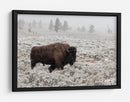 Bisontes en la nieve invernal - Alfred Forns | Cuadro decorativo de Canvas Lab
