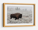 Bisontes en la nieve invernal - Alfred Forns | Cuadro decorativo de Canvas Lab