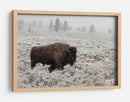 Bisontes en la nieve invernal - Alfred Forns | Cuadro decorativo de Canvas Lab