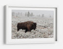 Bisontes en la nieve invernal - Alfred Forns | Cuadro decorativo de Canvas Lab