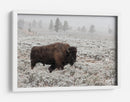 Bisontes en la nieve invernal - Alfred Forns | Cuadro decorativo de Canvas Lab