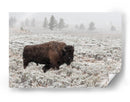 Bisontes en la nieve invernal - Alfred Forns | Cuadro decorativo de Canvas Lab