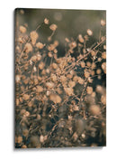 Botánicos secos suaves - Fluidys Studio III | Cuadro decorativo de Canvas Lab