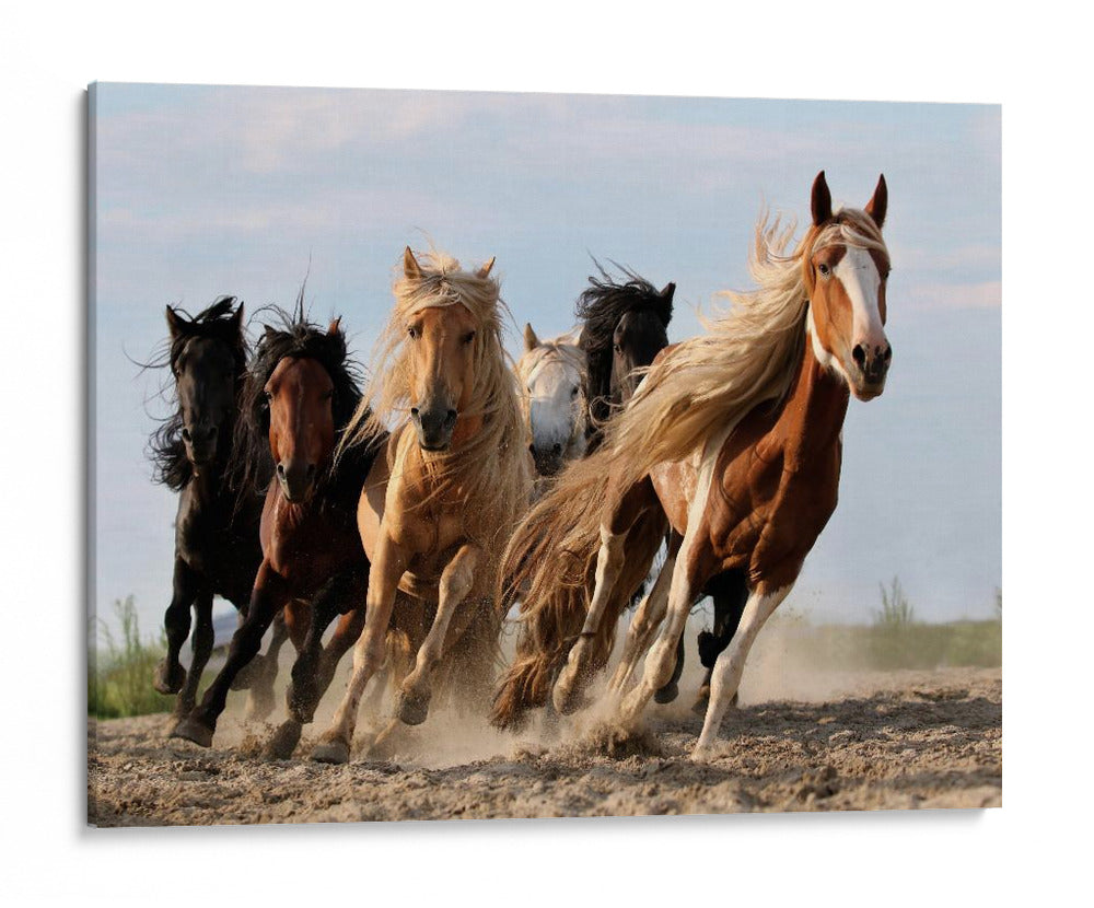 Caballos salvajes, quiero ser como ustedes - Adam Wong | Cuadro decorativo de Canvas Lab