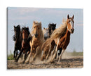 Caballos salvajes, quiero ser como ustedes - Adam Wong | Cuadro decorativo de Canvas Lab