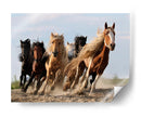 Caballos salvajes, quiero ser como ustedes - Adam Wong | Cuadro decorativo de Canvas Lab