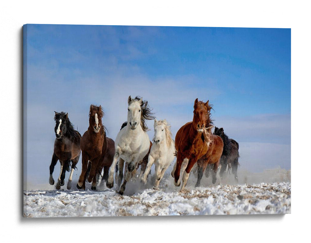 Caballos salvajes al galope - Libby Zhang | Cuadro decorativo de Canvas Lab