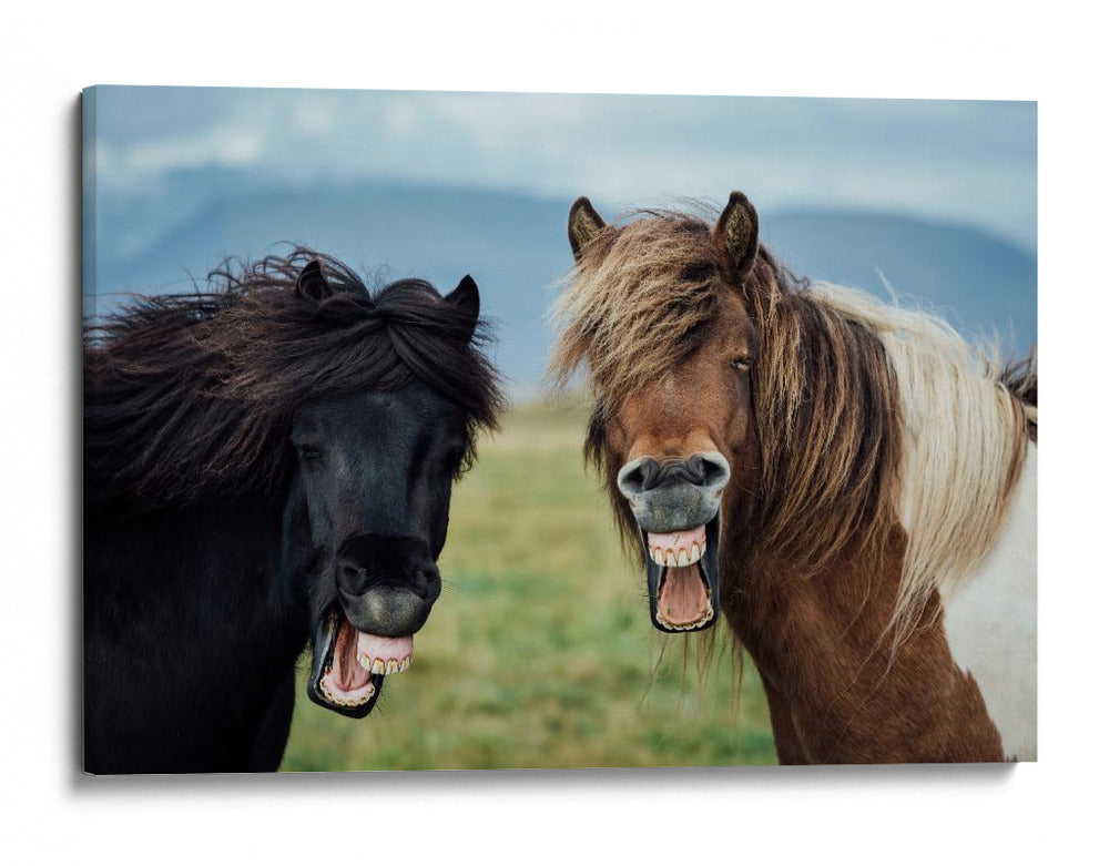 Caballos graciosos riendo - Nir Amos | Cuadro decorativo de Canvas Lab