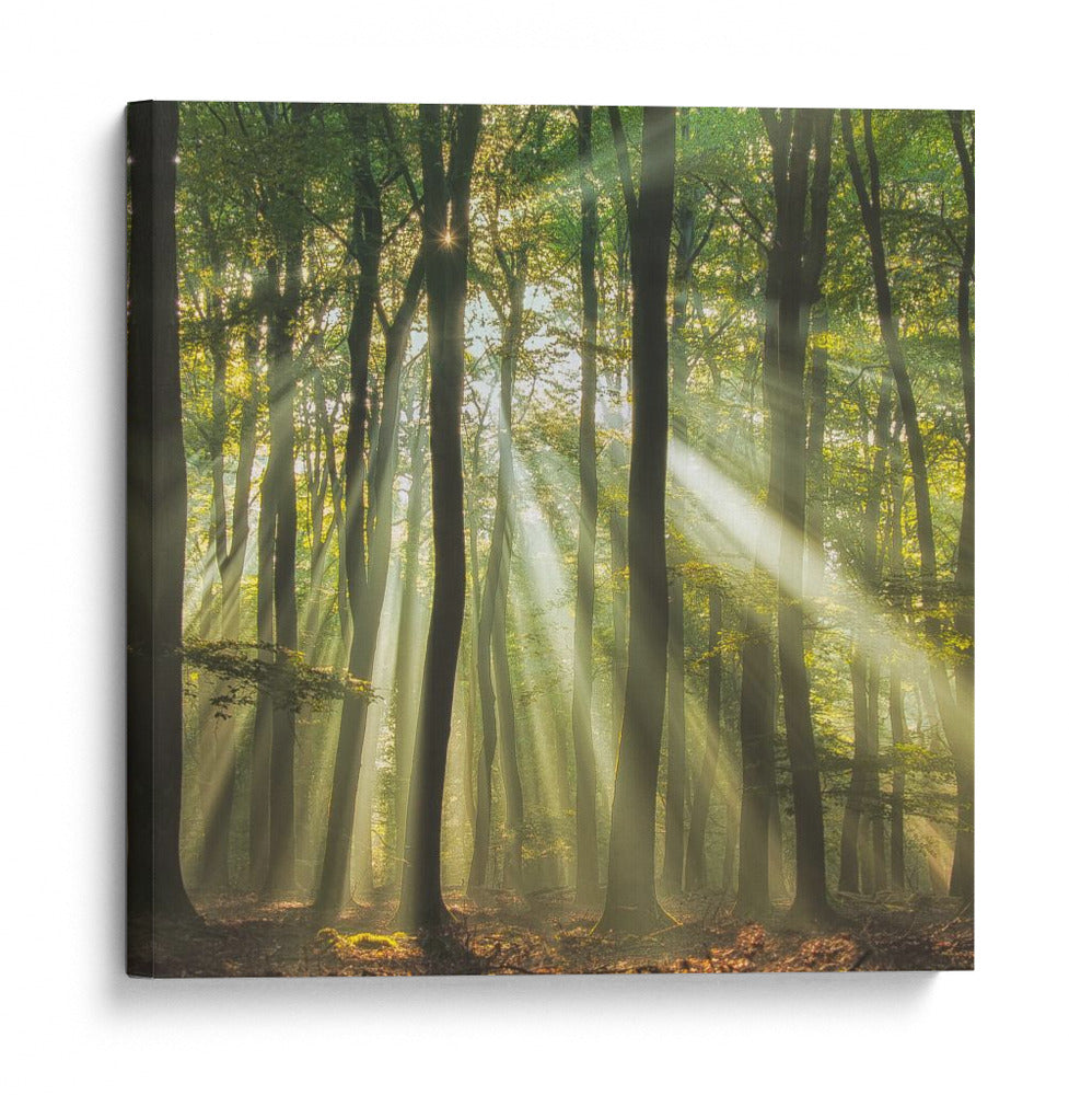 Bosque brumoso iluminado por el sol en la mañana - Piet Haaksma | Cuadro decorativo de Canvas Lab