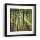 Bosque brumoso iluminado por el sol en la mañana - Piet Haaksma | Cuadro decorativo de Canvas Lab