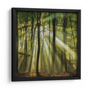 Bosque brumoso iluminado por el sol en la mañana - Piet Haaksma | Cuadro decorativo de Canvas Lab