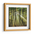 Bosque brumoso iluminado por el sol en la mañana - Piet Haaksma | Cuadro decorativo de Canvas Lab