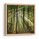 Bosque brumoso iluminado por el sol en la mañana - Piet Haaksma | Cuadro decorativo de Canvas Lab