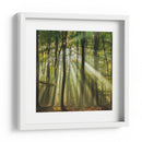 Bosque brumoso iluminado por el sol en la mañana - Piet Haaksma | Cuadro decorativo de Canvas Lab
