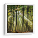 Bosque brumoso iluminado por el sol en la mañana - Piet Haaksma | Cuadro decorativo de Canvas Lab