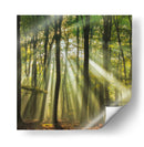 Bosque brumoso iluminado por el sol en la mañana - Piet Haaksma | Cuadro decorativo de Canvas Lab