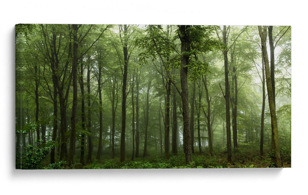 Bosque verde brumoso - Leif Londal | Cuadro decorativo de Canvas Lab