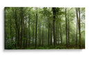 Bosque verde brumoso - Leif Londal | Cuadro decorativo de Canvas Lab