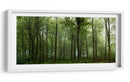 Bosque verde brumoso - Leif Londal | Cuadro decorativo de Canvas Lab