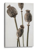 Cápsulas de semillas de amapola con sabor terroso - Fluidys Studio III | Cuadro decorativo de Canvas Lab