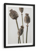 Cápsulas de semillas de amapola con sabor terroso - Fluidys Studio III | Cuadro decorativo de Canvas Lab