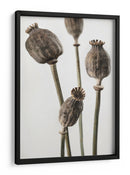 Cápsulas de semillas de amapola con sabor terroso - Fluidys Studio III | Cuadro decorativo de Canvas Lab