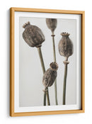 Cápsulas de semillas de amapola con sabor terroso - Fluidys Studio III | Cuadro decorativo de Canvas Lab
