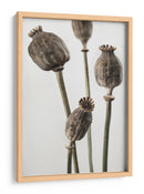 Cápsulas de semillas de amapola con sabor terroso - Fluidys Studio III | Cuadro decorativo de Canvas Lab