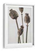 Cápsulas de semillas de amapola con sabor terroso - Fluidys Studio III | Cuadro decorativo de Canvas Lab