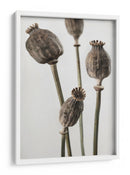 Cápsulas de semillas de amapola con sabor terroso - Fluidys Studio III | Cuadro decorativo de Canvas Lab