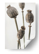 Cápsulas de semillas de amapola con sabor terroso - Fluidys Studio III | Cuadro decorativo de Canvas Lab