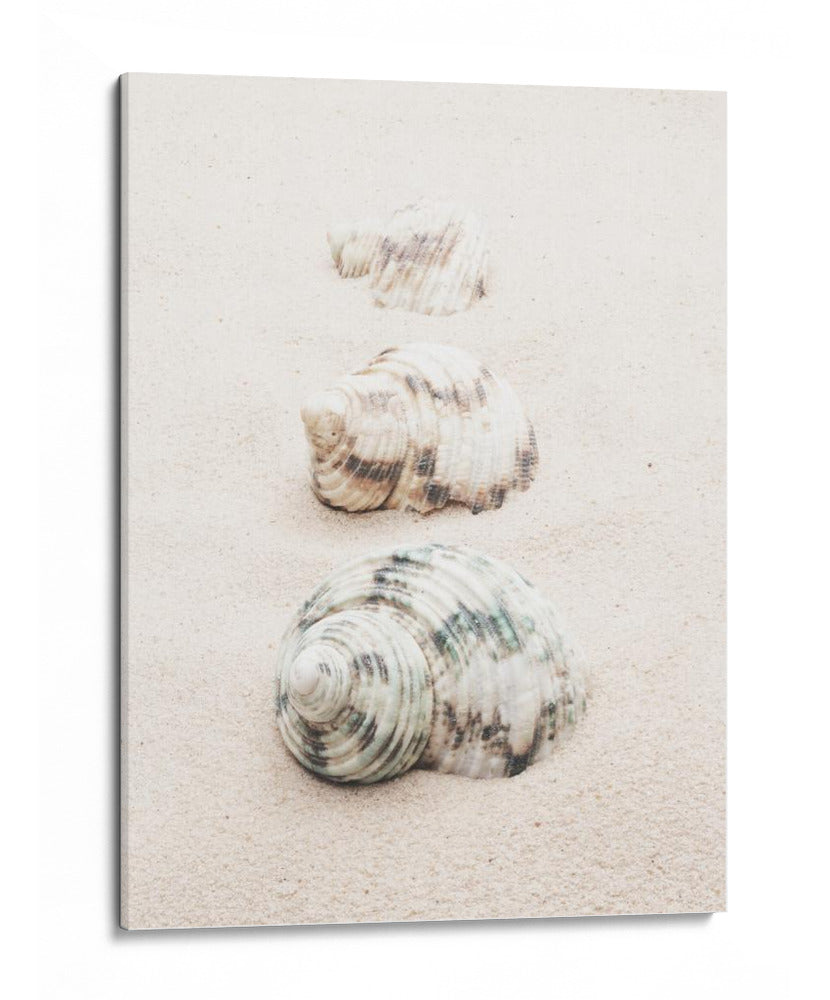 Conchas de playa en espiral - Fluidys Studio III | Cuadro decorativo de Canvas Lab