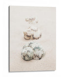 Conchas de playa en espiral - Fluidys Studio III | Cuadro decorativo de Canvas Lab