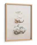 Conchas de playa en espiral - Fluidys Studio III | Cuadro decorativo de Canvas Lab