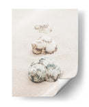 Conchas de playa en espiral - Fluidys Studio III | Cuadro decorativo de Canvas Lab